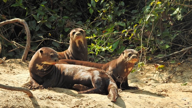 Espécies ameaçadas de extinção como a ariranha e o boto-do-Araguaia