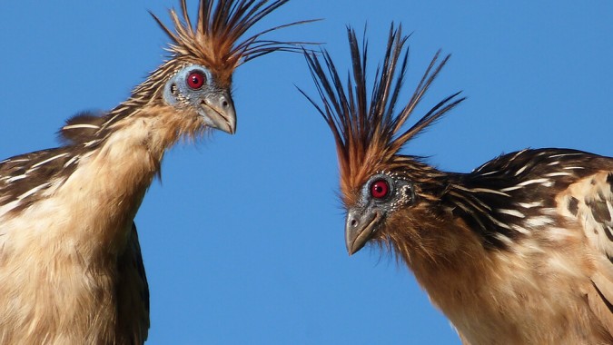 Mais de 400 espécies de aves catalogadas na região!