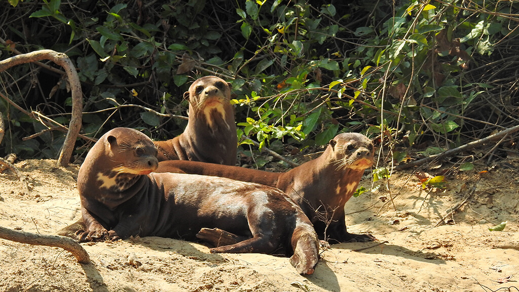 Espécies ameaçadas de extinção como a ariranha e o boto-do-Araguaia Espécies ameaçadas de extinção como a ariranha e o boto-do-Araguaia