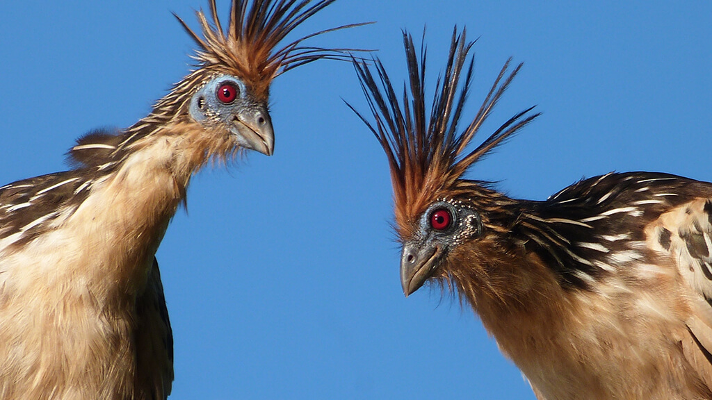 Mais de 400 espécies de aves catalogadas na região!