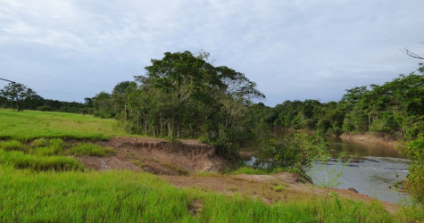 Capim nativo do Cerrado, a base da vida no Cantão