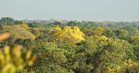 Dia da Árvore no Cantão é tempo de frutos
