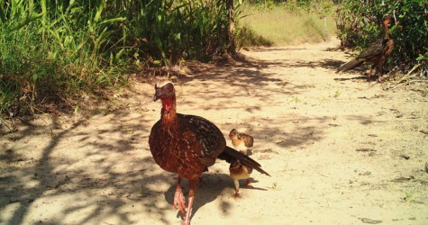 Dia Nacional das Espécies Ameaçadas: proteger a biodiversidade do Cantão é preservar o futuro