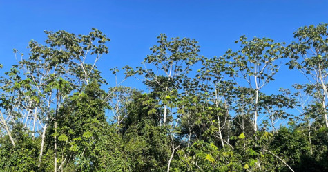 Embaúba, a árvore que abre caminho para a floresta