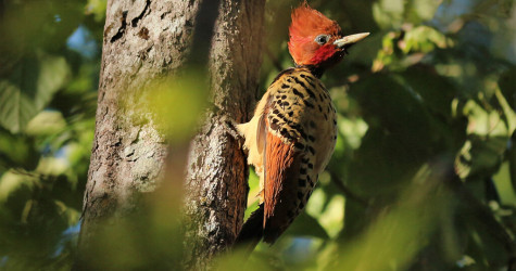 O raro Pica-Pau-da-Taboca: Um tesouro escondido do Cerrado