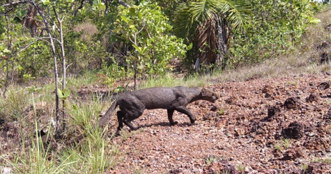 Um safári brasileiro: os felinos do Cantão