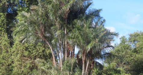 Quando a caranha encontra o tucum