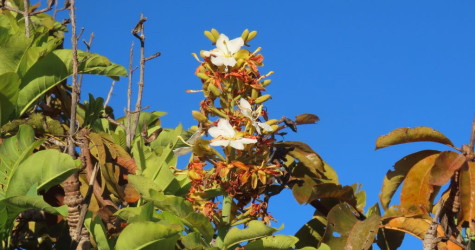 Quando o Cerrado floresce, há um espetáculo na estação seca no Cantão