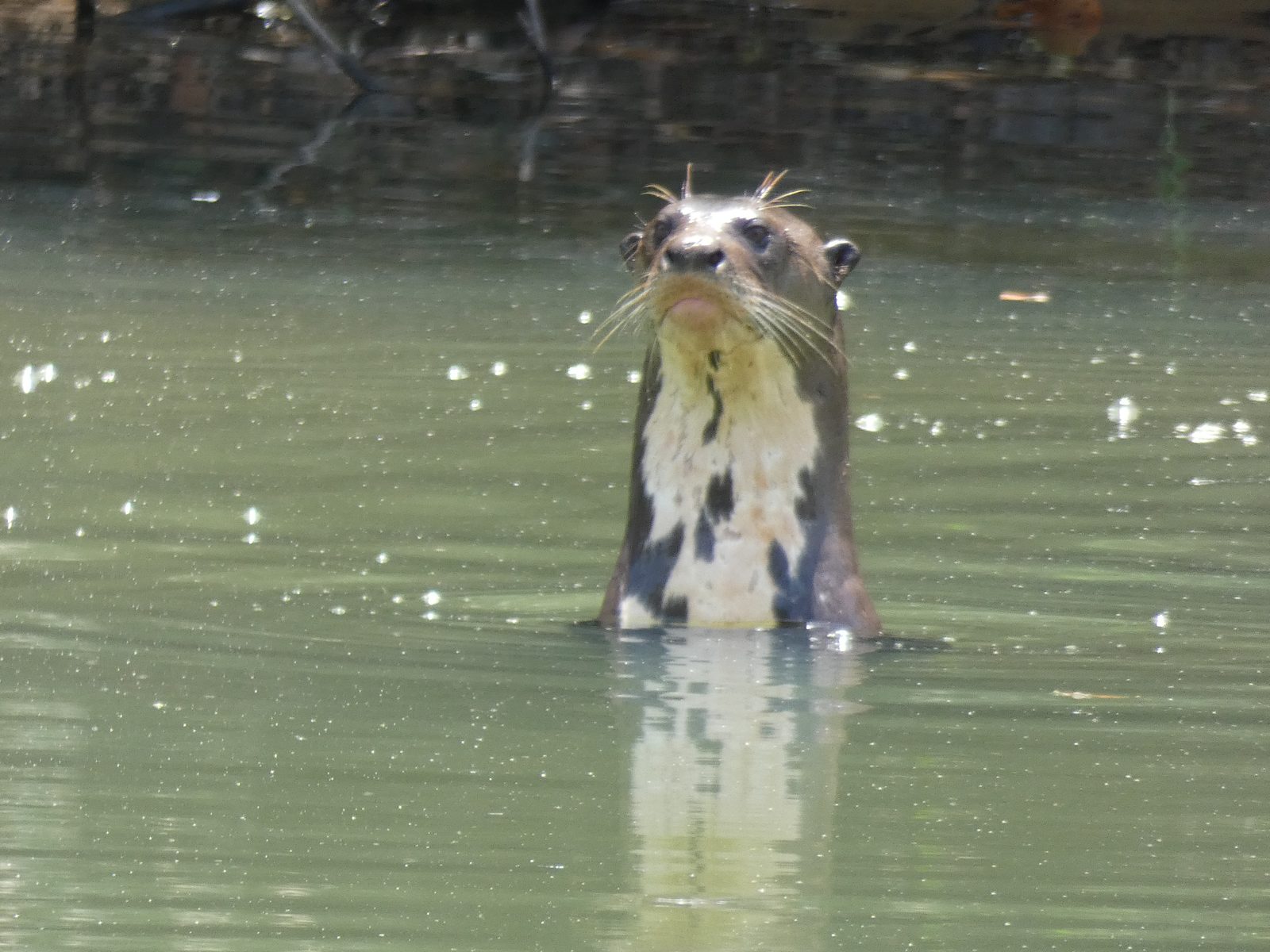 Ariranha em lago do Cantão Ariranha com a cabeça fora da água em um lago na região do Cantão