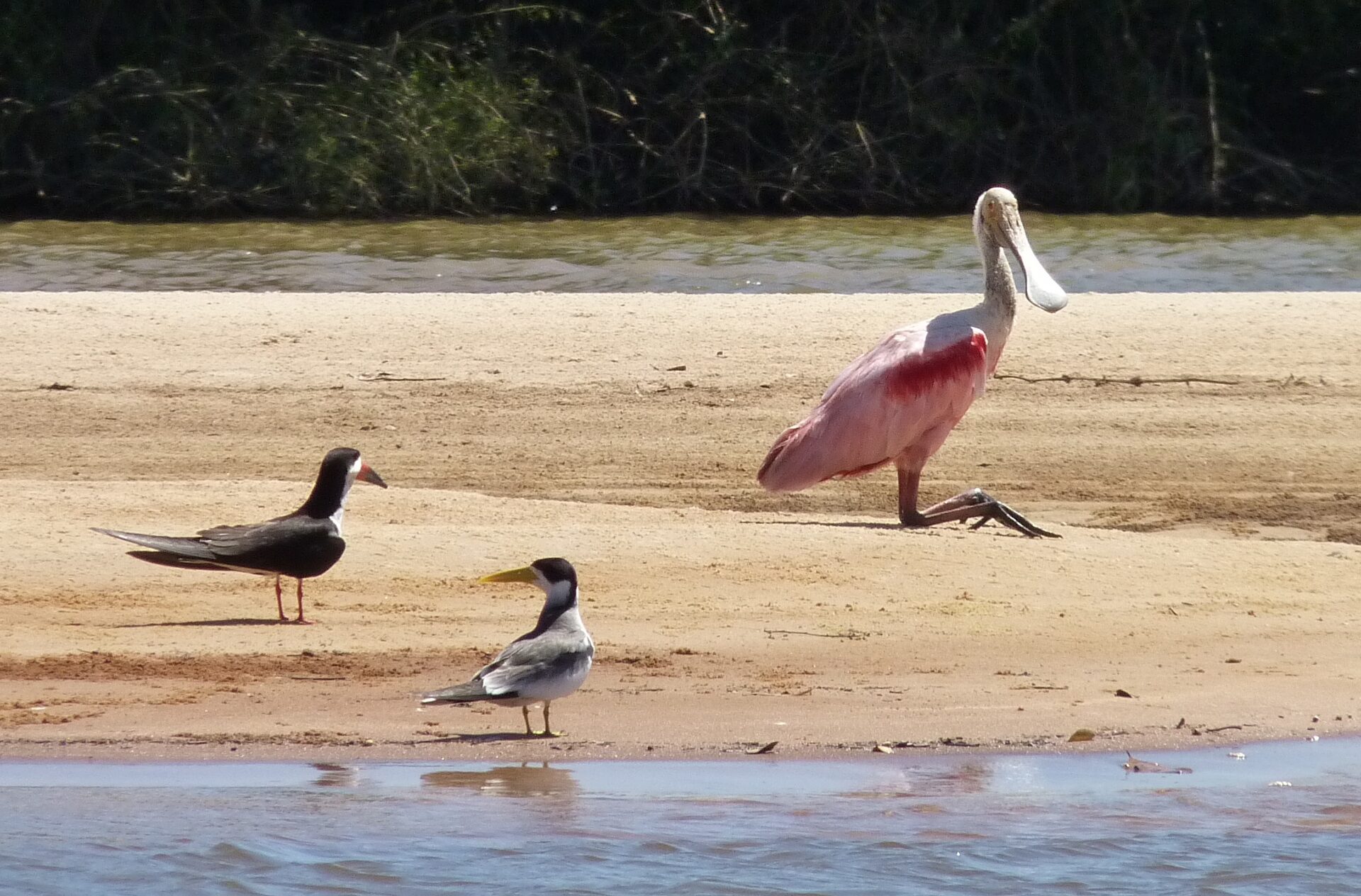 Aves aquáticas na praia do Cantão: colhereiro-rosado, trinta-réis e talha-mar Aves aquáticas na praia do Cantão: colhereiro-rosado, trinta-réis e talha-mar
