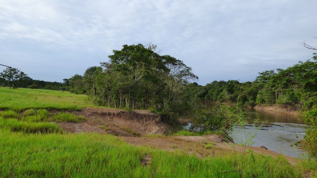 Capim nativo do Cerrado, a base da vida no Cantão