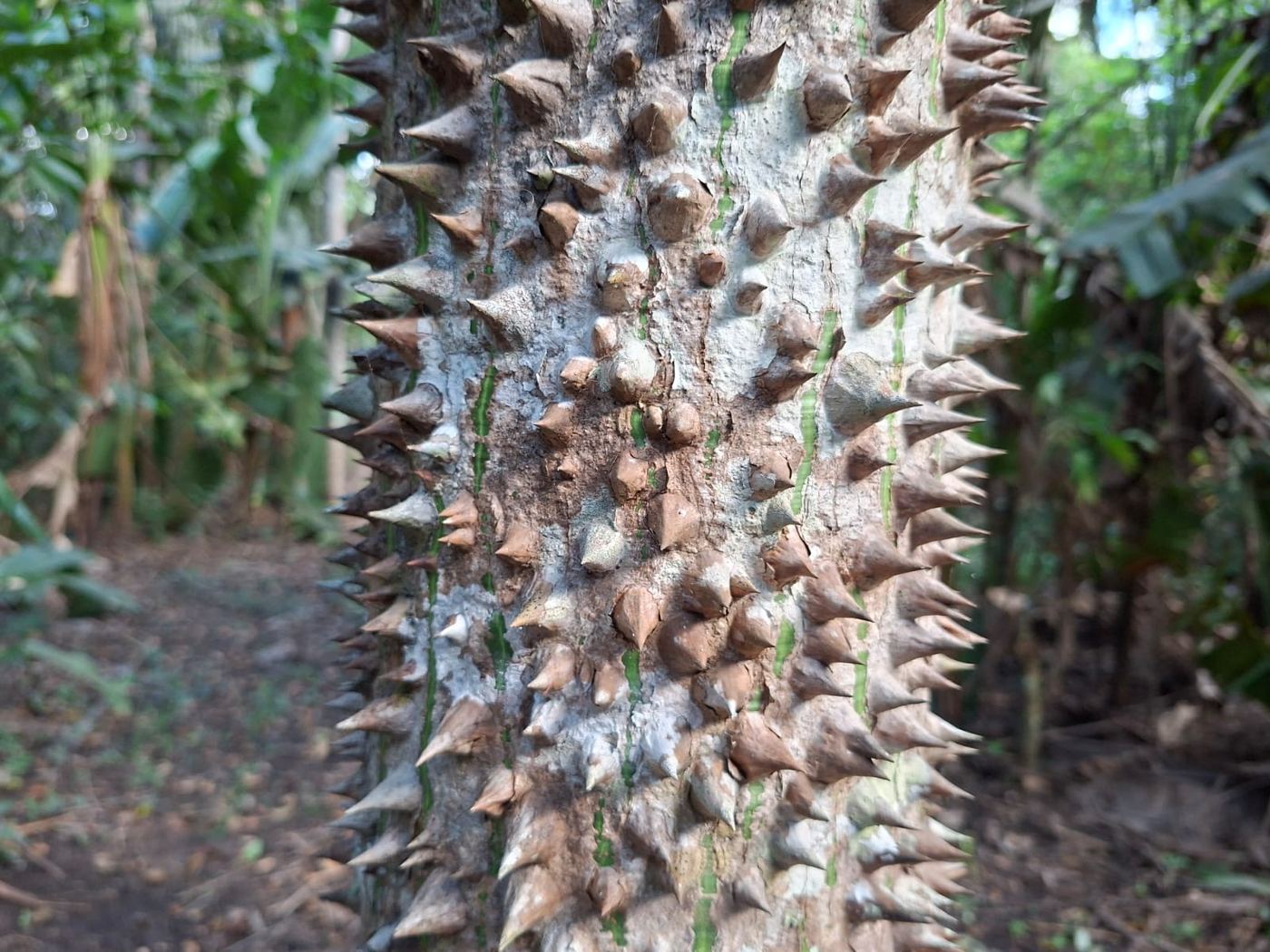 Detalhe dos espinhos que cobrem o tronco de uma árvore na vegetação do Cantão. Detalhe dos espinhos que cobrem o tronco de uma árvore na vegetação do Cantão.