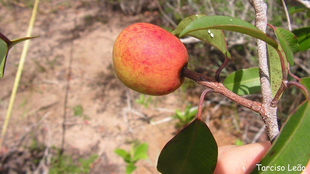 Mangaba de casca avermelhada e amarelada pendurada no galho de uma mangabeira no Cerrado do Cantão