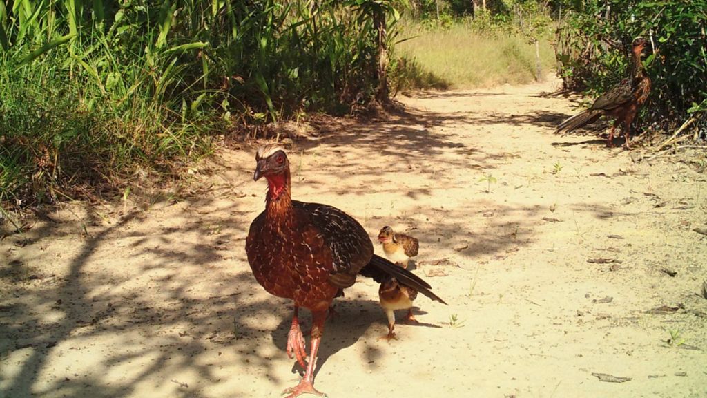 Dia Nacional das Espécies Ameaçadas: proteger a biodiversidade do Cantão é preservar o futuro