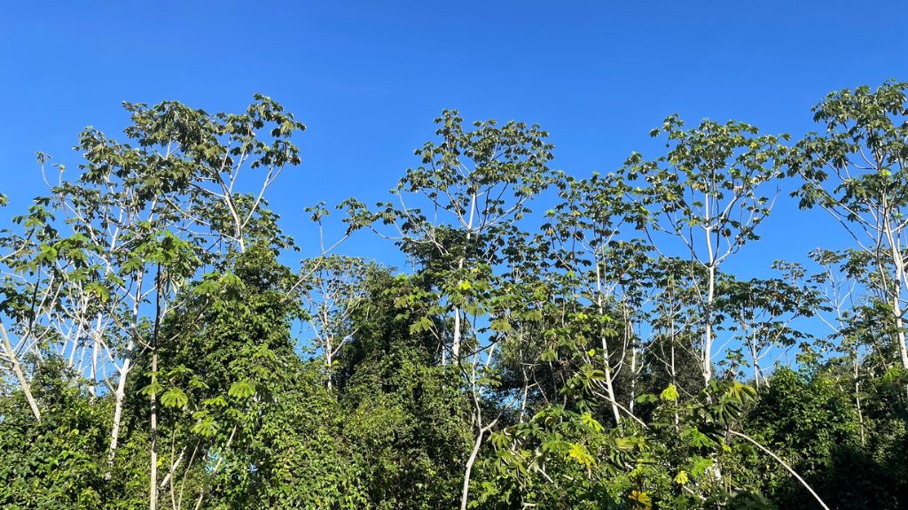 Embaúba, a árvore que abre caminho para a floresta