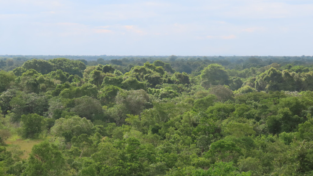 Conheça os maiores biomas do Brasil em um só lugar