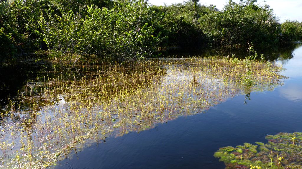 Varjão, o jardim flutuante do Cantão