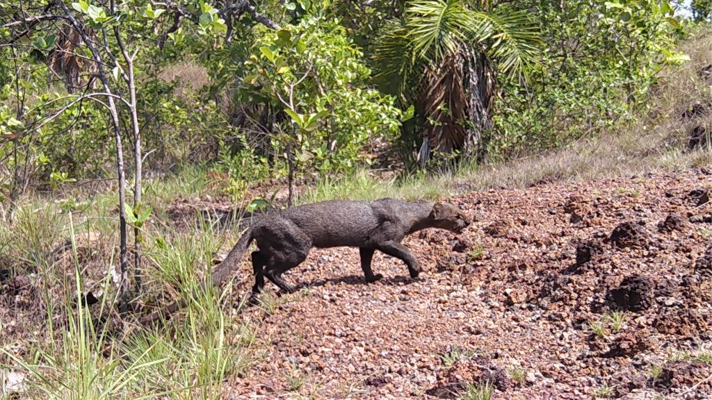 Um safári brasileiro: os felinos do Cantão