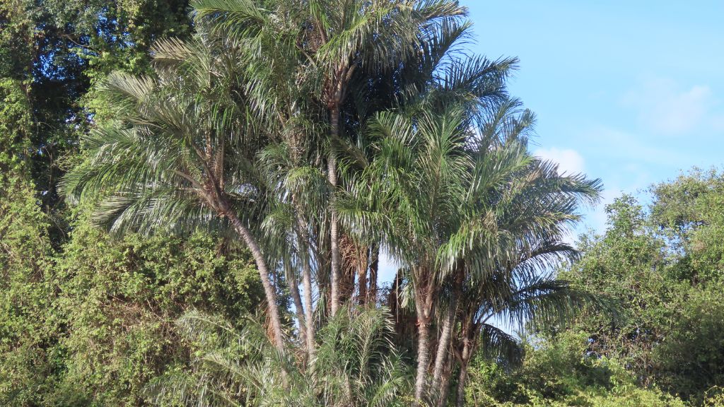 Quando a caranha encontra o tucum