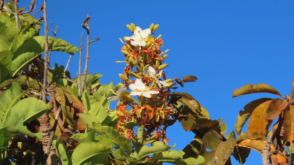 Quando o Cerrado floresce, há um espetáculo na estação seca no Cantão