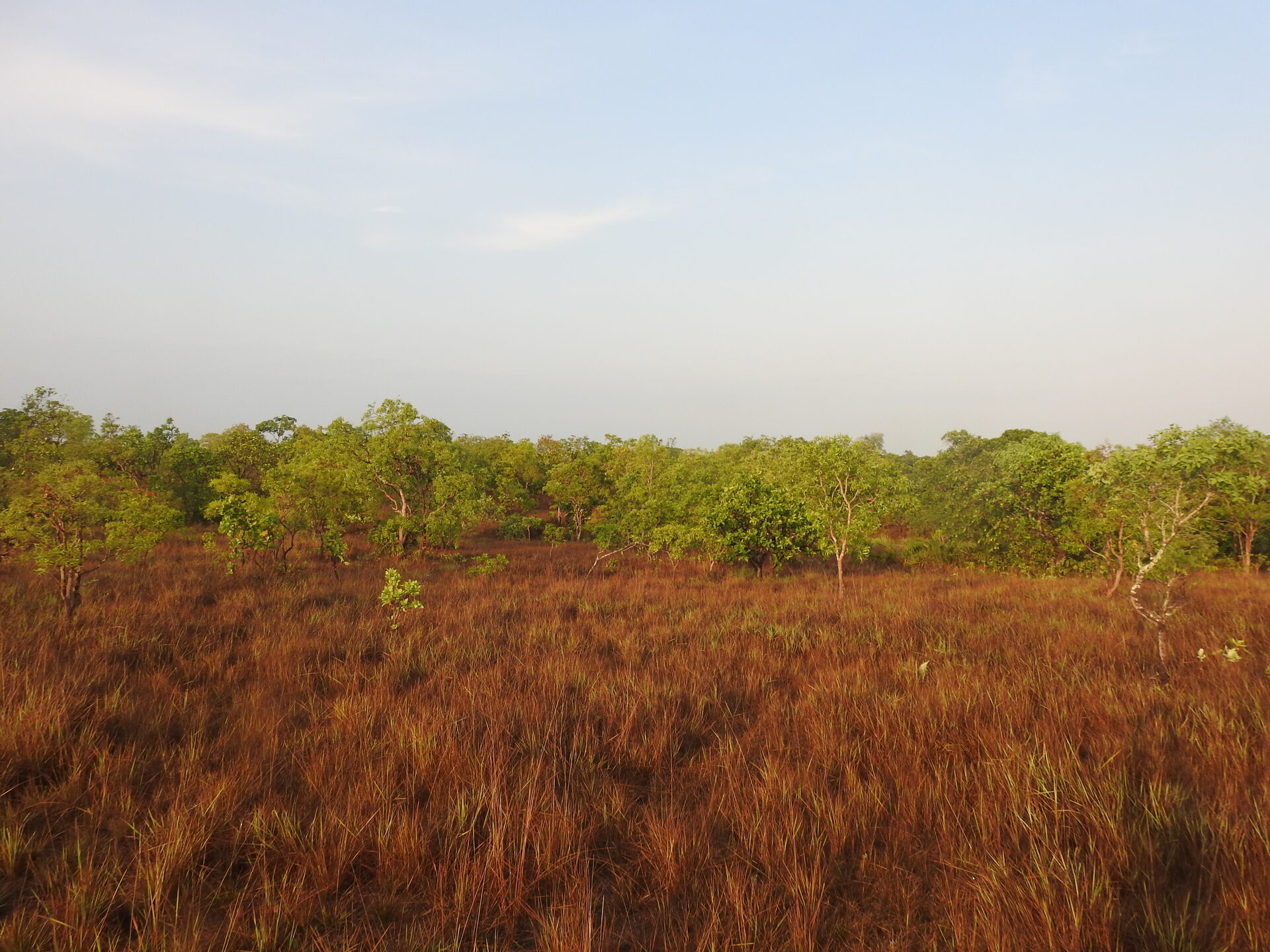 Vegetação típica do Cerrado no Cantão, com campos e árvores adaptadas à seca Vegetação típica do Cerrado no Cantão, com campos e árvores adaptadas à seca