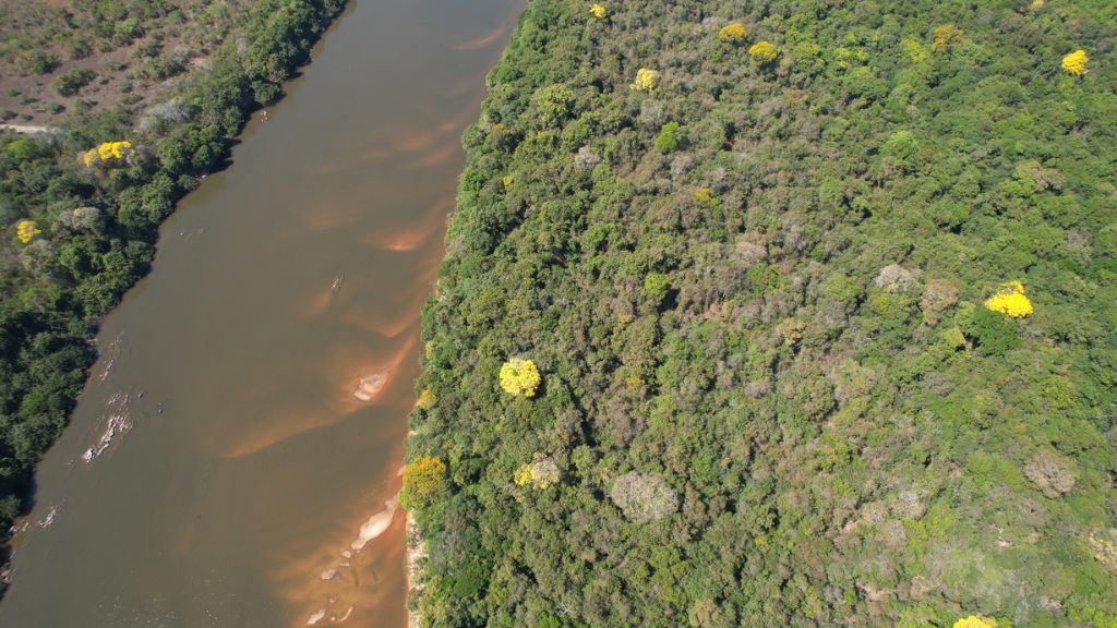 Quando a caranha encontra o tucum