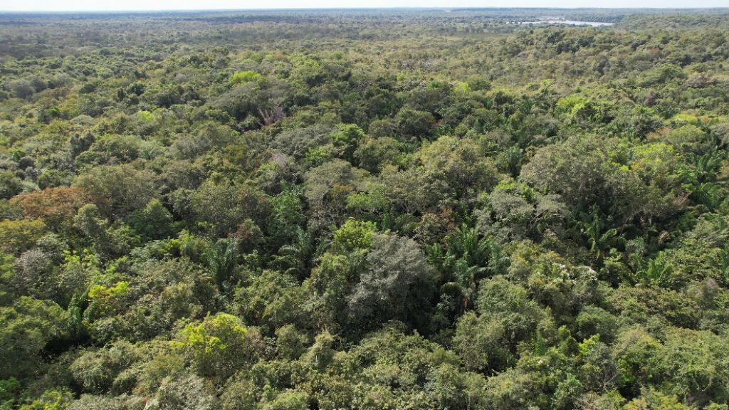 Quando a caranha encontra o tucum