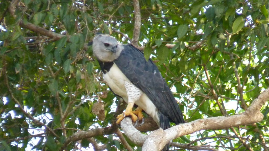 Aves para observar no Cantão Aves para observar no Cantão