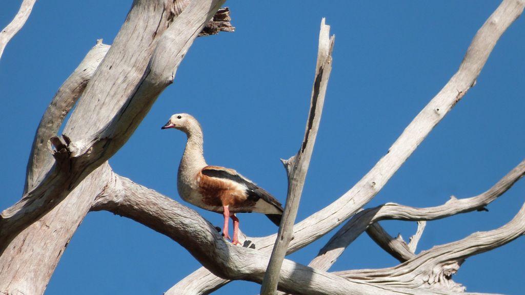 Aves para observar no Cantão Aves para observar no Cantão