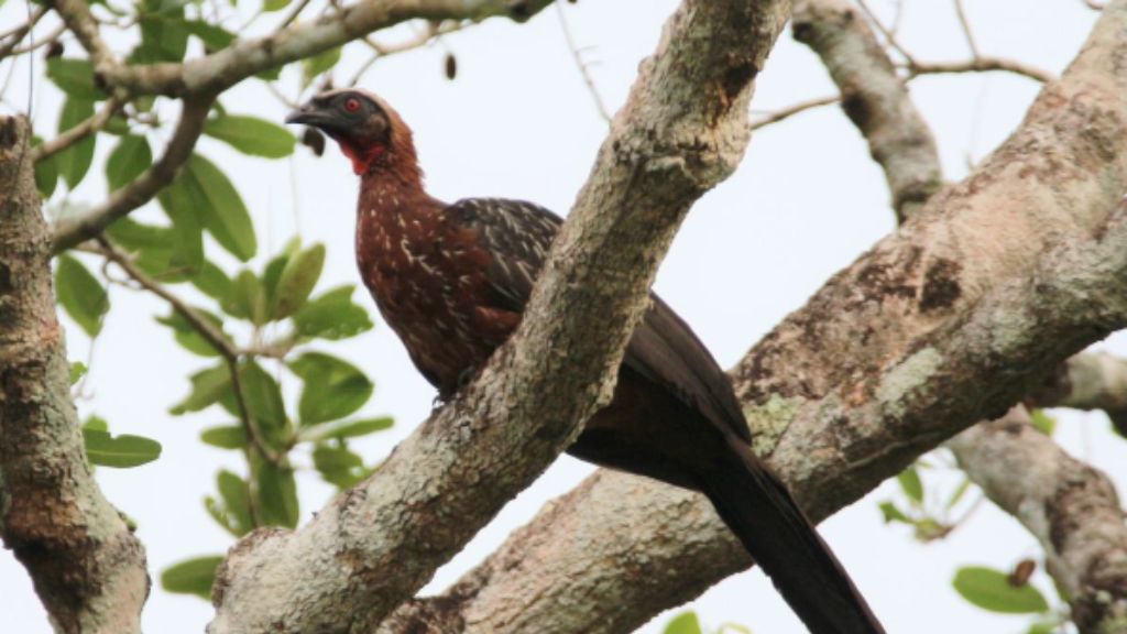 Aves para observar no Cantão Aves para observar no Cantão