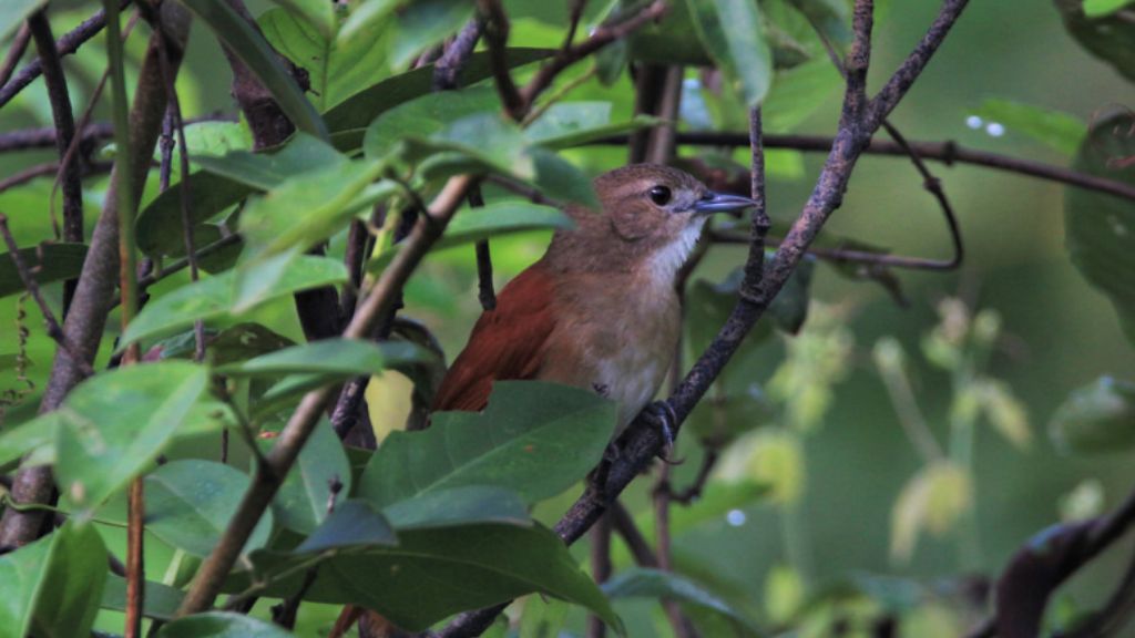 Aves para observar no Cantão Aves para observar no Cantão
