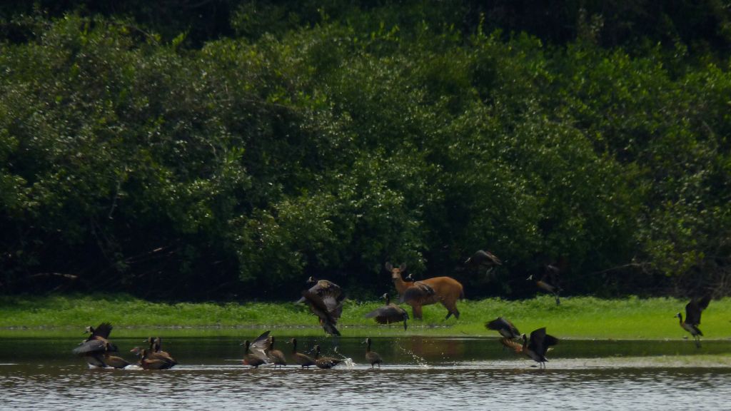 Projeto Restaura Cantão