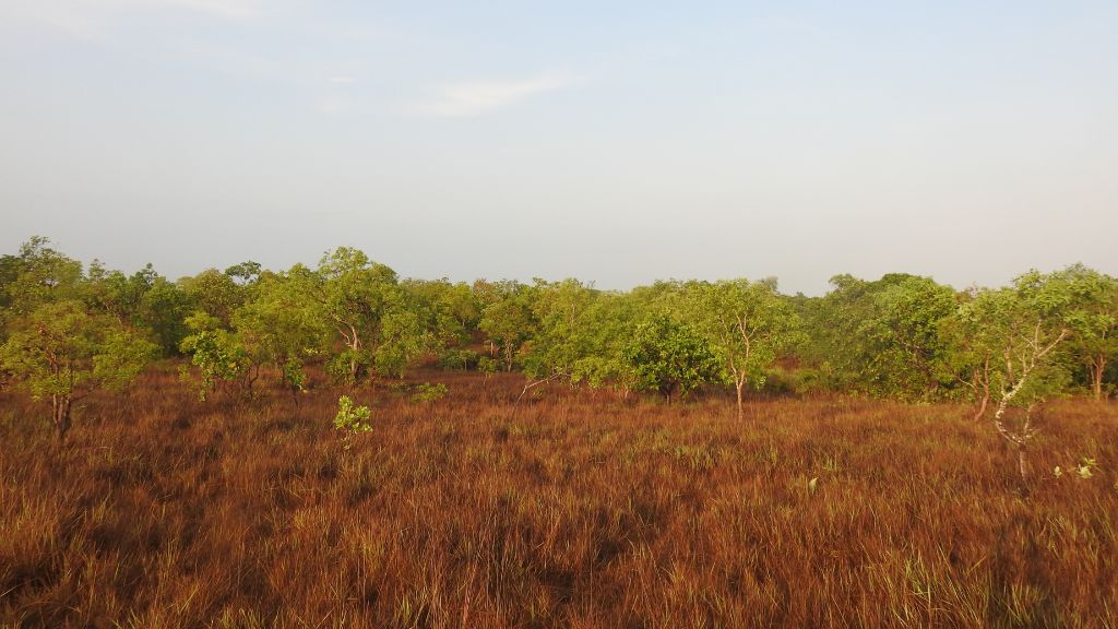 Capim nativo do Cerrado