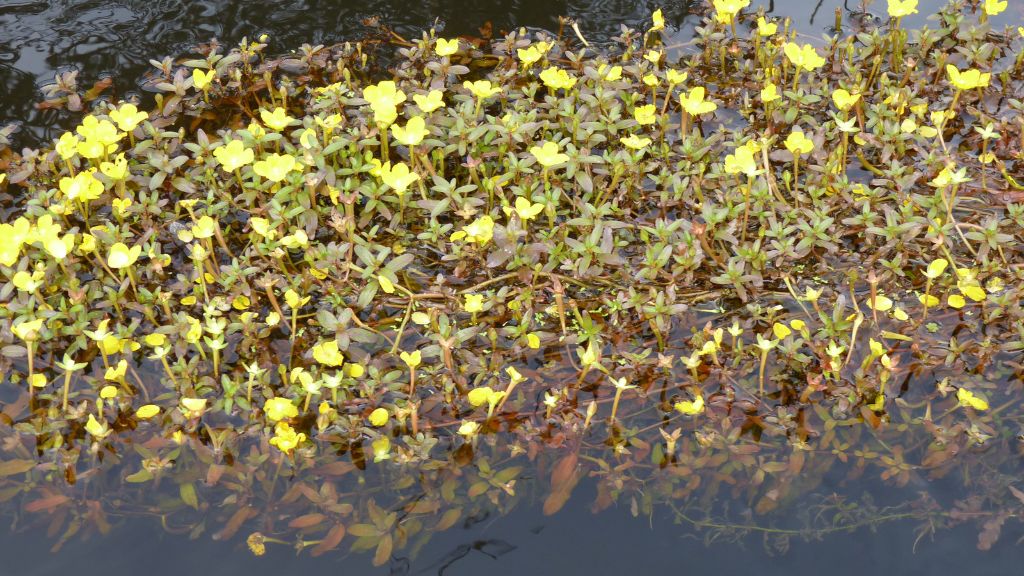 Jardim flutuante do Cantão
