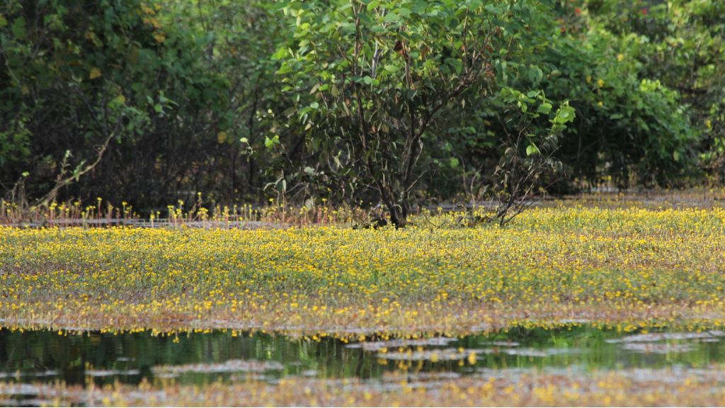 Jardim flutuante do Cantão
