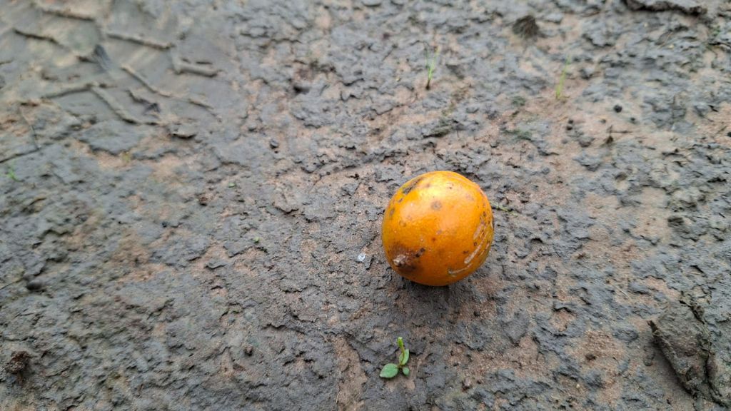 Quando a caranha encontra o tucum