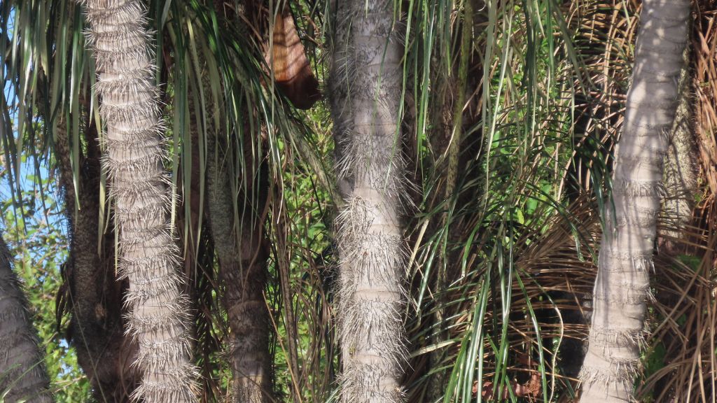 Quando a caranha encontra o tucum