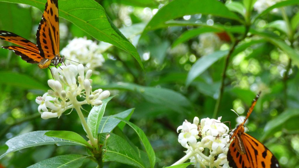 Quando o Cerrado floresce, há um espetáculo no Cantão Quando o Cerrado floresce, há um espetáculo no Cantão