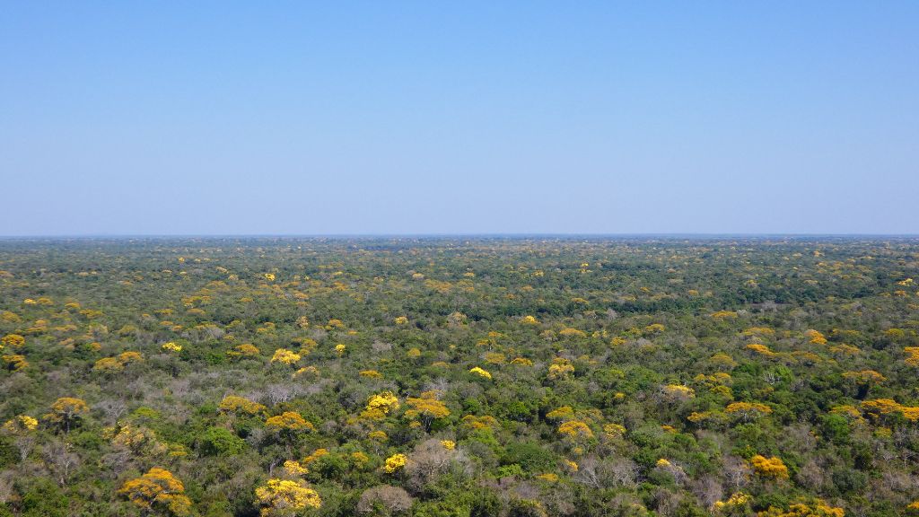 Quando o Cerrado floresce, há um espetáculo no Cantão Quando o Cerrado floresce, há um espetáculo no Cantão